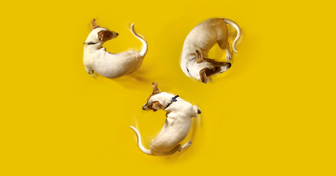 The Highest Puppy Cameras (2023): Deal with Doling out, Laser Pointer, and 360 Levels